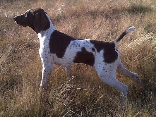 Matotoland Kennel Hpr gsp pup Dixie