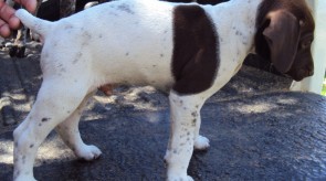 Matotoland Kennel Hpr gsp pup