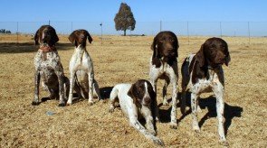 HPR GSP German Shorthair Pointers in SA