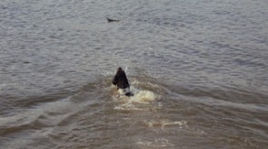 GSP HPR German Shorthair Pointer