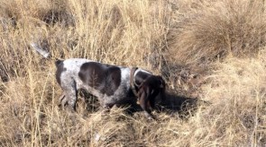 German Shorthair Pointer GSP HPR Trigger_of_Matotoland_Kennel.