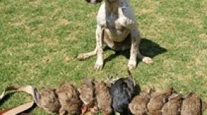 Matotoland Kennel Hpr gsp Bullet