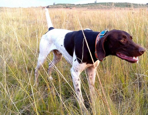 Matotoland Kennel Hpr gsp Memphis