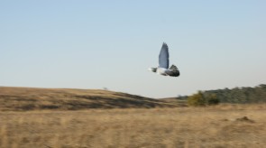 Matotoland Kennel Hpr gsp pup