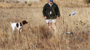 Matotoland Kennel Hpr gsp pup Dollar