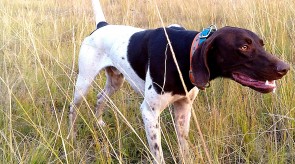 Matotoland Kennel Hpr gsp pup