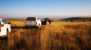 Matotoland Kennel Hpr gsp pup