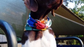 Matotoland Kennel Hpr gsp Memphis