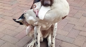 Memphis of Matotoland Kennel