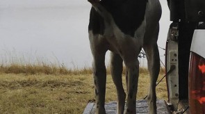 Memphis of Matotoland Kennel