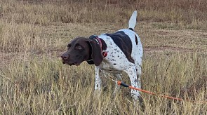 Duke of Matotoland kennel