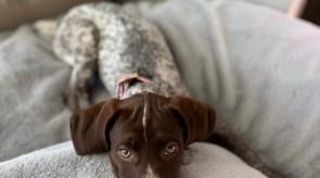 Atlas Matotoland Kennel