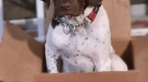 Loki Matotoland Kennel